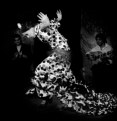 Picture Title - Flamenco.