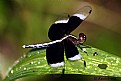 Picture Title - The Dragon Fly-2