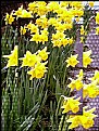 Picture Title - Daffodils