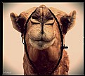 Picture Title - Miss Camels