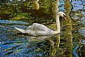 Picture Title - Swan