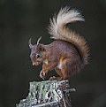 Picture Title - Red Squirrel