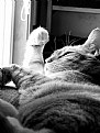 Picture Title - Cat Nap