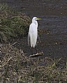 Picture Title - Egret