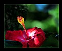 Picture Title -  Hibiscus