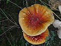 Picture Title - Wild Mushrooms