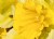 Daffodil macro