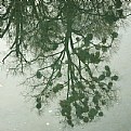 Picture Title - murky water