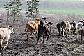 Picture Title - Cows on the loose