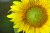 Sunflower 1