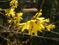 Picture Title - Fresh forsythia blossom