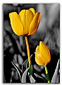 Picture Title - Yellow Tulips