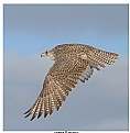 Picture Title - Look! Falco Rusticolus in Flight ! 	