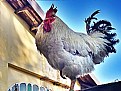 Picture Title - Rooster's Guard...