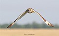Picture Title - Marsh Owl in Attack