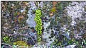Picture Title - mossgarden