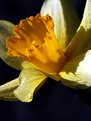 Picture Title - Narcissus