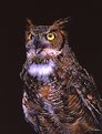 Picture Title - Great Horned Owl