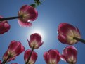 Picture Title - tulips