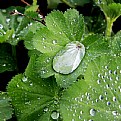 Picture Title - drops