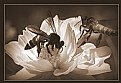 Picture Title - honey bee7