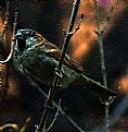 Picture Title - Bird