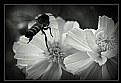 Picture Title - honey bee8