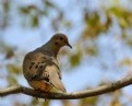 Picture Title - Morning dove