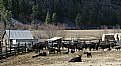 Picture Title - Cattle Ranch