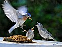 "Bob" feeding his chicks!