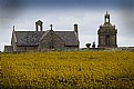 Picture Title - Oil seed Rape