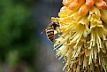 Picture Title - bee