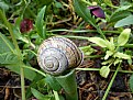 Picture Title - Snail