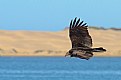 Picture Title - Turkey Vulture Morro Bay