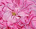 Picture Title - Peony folds