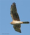 Picture Title - Meadow Harrier / &#1051;&#1091;&#1075;&#1086;&#1074;&#1086;&#1081; &#1051;&#1091;&#1085;&#1100; / Circus Pygargus.