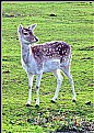 Picture Title - Bambi