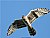 Meadow Harrier / &#1051;&#1091;&#1075;&#1086;&#1074;&#1086;&#1081; &#1051;&#1091;&#1085;&#1100; / Circus Pygargus. 