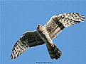 Meadow Harrier / &#1051;&#1091;&#1075;&#1086;&#1074;&#1086;&#1081; &#1051;&#1091;&#1085;&#1100; / Circus Pygargus. 