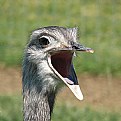 Picture Title - ostrich