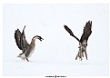 Picture Title - Fight of a falcon and the goose! 	