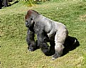 Picture Title - Silverback