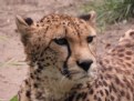 Picture Title - Lady cheetah