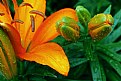 Picture Title - Tiger Lily