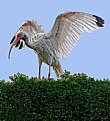 Picture Title - American Ibis