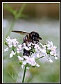 Picture Title - honey bee12