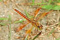 Picture Title - Dragon Fly..2