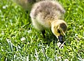 Picture Title - Duckling