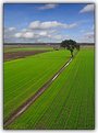 Picture Title - Tree and lines