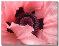 Picture Title - Heart of a Poppy